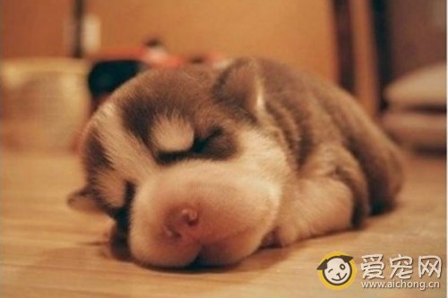 新生哈士奇窒息怎么办