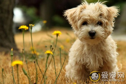 泰迪产后奶水不足怎么办