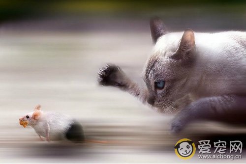 猫咪吃了老鼠中毒怎么办