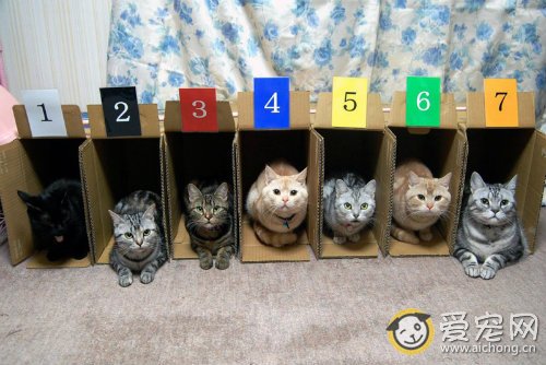 猫咪误食农中毒怎么办