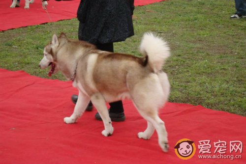 哈士奇参加犬展比赛前的准备