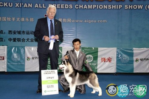 如何选购一只纯种赛级哈士奇