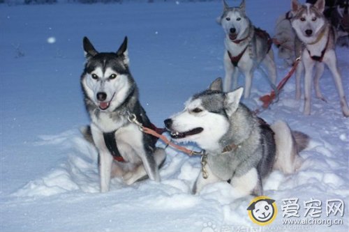 哈士奇名字由来的传说