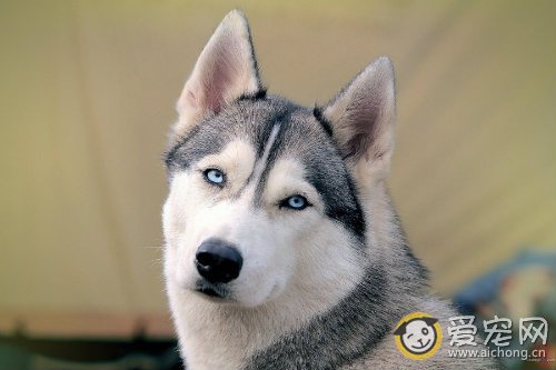 带你了解哈士奇的性格特点