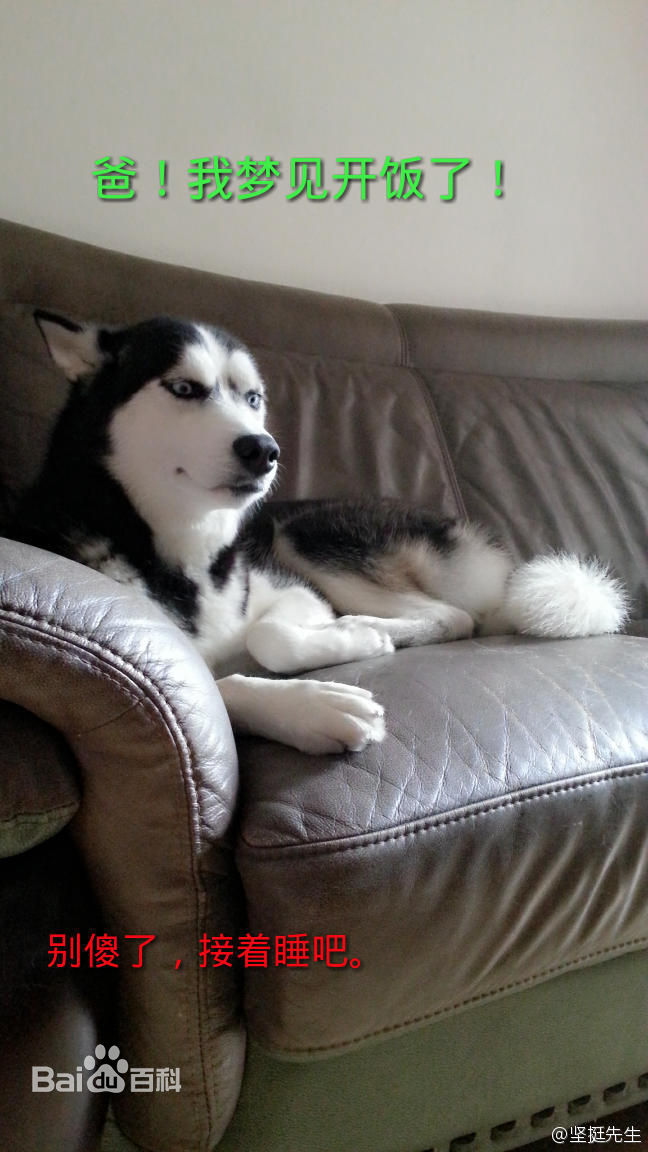 呆萌哈士奇组图 奉上呆萌哈士奇