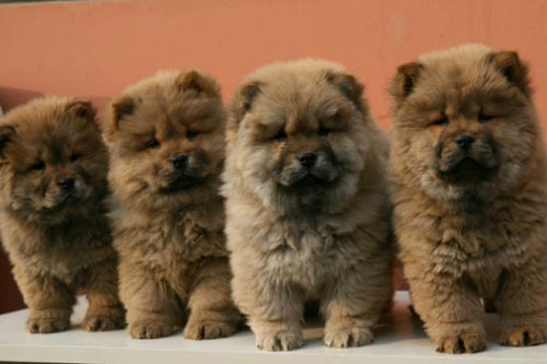 松狮犬能长多大