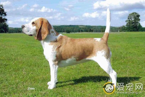 比格犬的性格特点