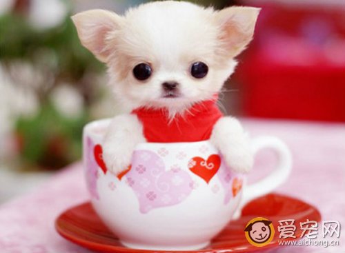 茶杯犬多少钱一只