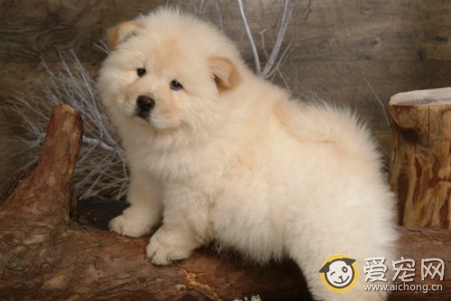 最好的松狮犬具有哪些特征