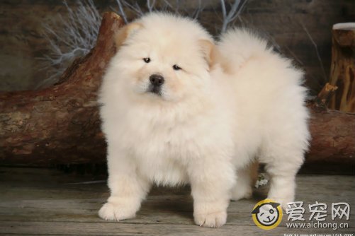 松狮犬舍的布置及注意事项