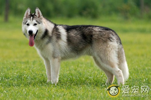 哈士奇标准身高体重