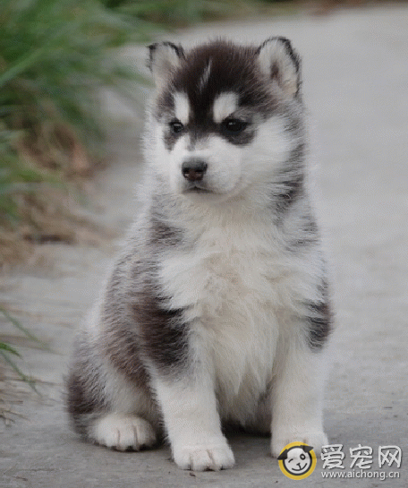 哈士奇好养吗 养犬前的小测试