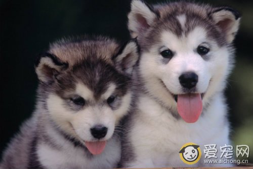 买哈士奇要注意什么