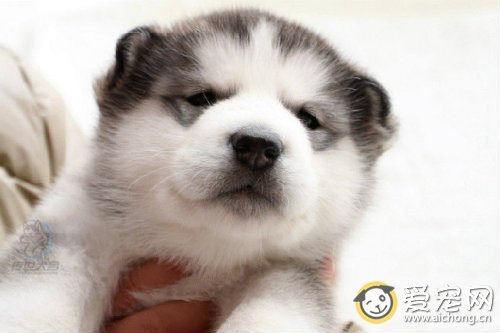 购买赛级哈士奇幼犬的注意事项