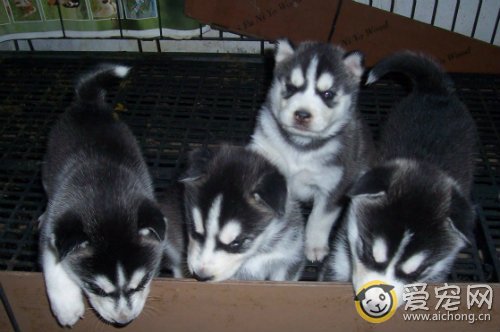 选购哈士奇幼犬常见的误区