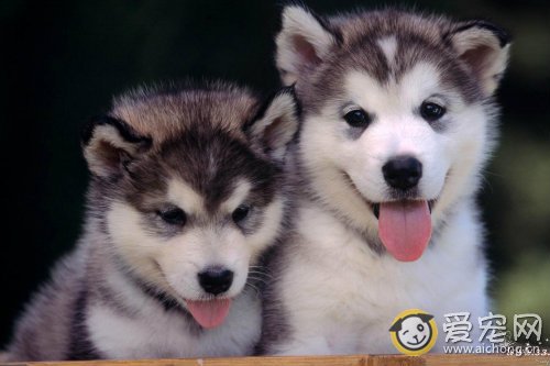 养哈士奇要准备什么东西