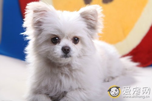 怎么抱小狗 最正确的抱狗方法