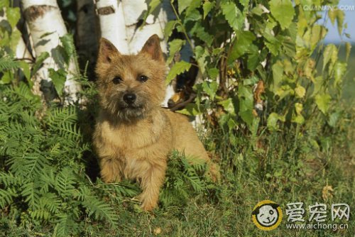 诺里奇梗图片及资料介绍