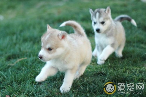 如何训练哈士奇大小便