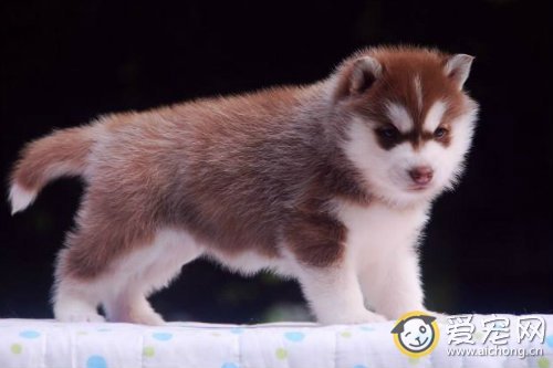 如何科学喂养哈士奇幼犬