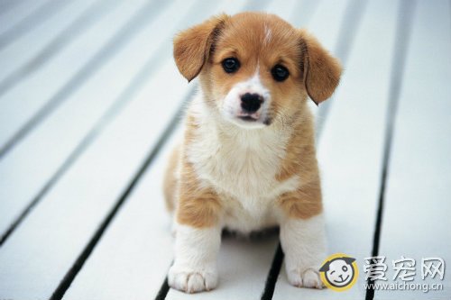 犬心丝虫病的症状及预防