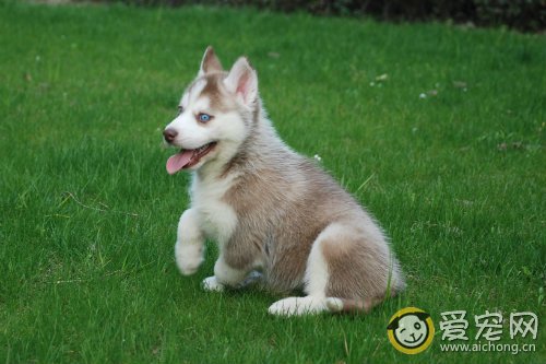 哈士奇掉毛吗 狗狗掉毛怎么办