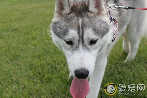 如何防止哈士奇在夏季中暑