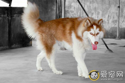 哈士奇怎么喂养比较好