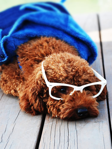 注意:泰迪不能吃什么食物