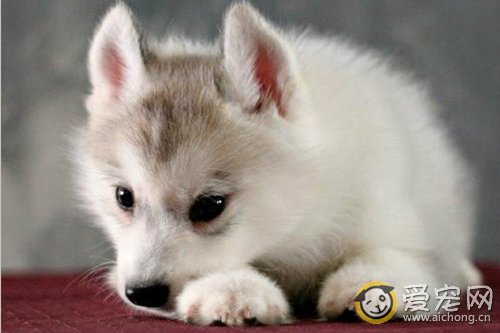 为什么哈士奇不能经常洗澡