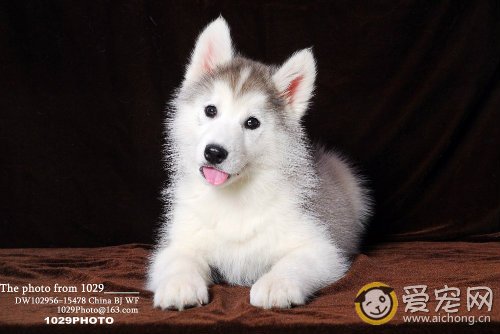 如何给哈士奇洗澡