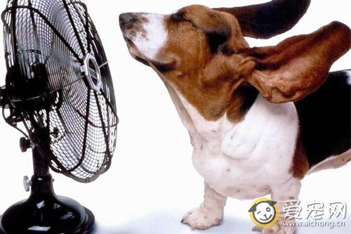 狗狗洗完澡后怎么给它吹风