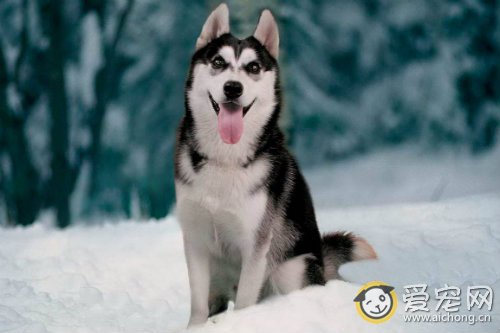 哈士奇感冒了怎么办