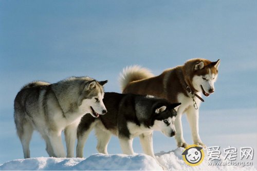 母哈士奇什么时候发情