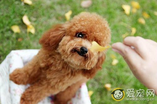 泰迪犬孕期的饮食和营养