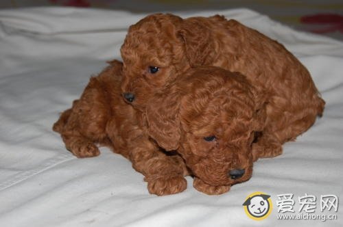 泰迪狗宝宝几天睁眼