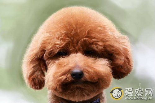 如何正确表扬奖励狗狗