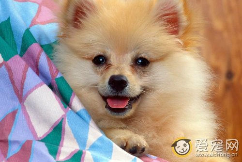 如何正确惩罚狗狗