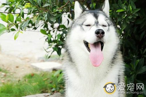 常用的哈士奇训练方法教程