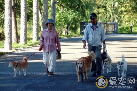 争做文明人 遛狗的注意事项