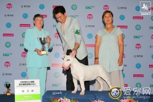 犬展上的狗怎么运动和比赛