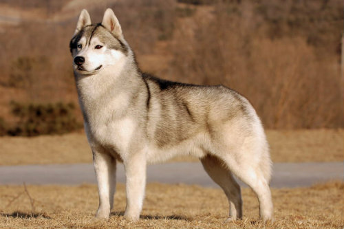 狗狗运动抽筋和受伤怎么办