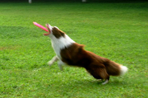 训练边牧接飞盘先培养兴趣