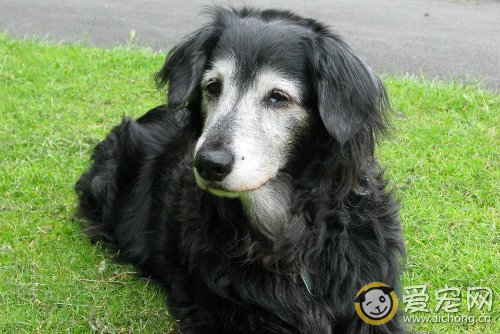 狗狗多大算老年 老年犬的护理