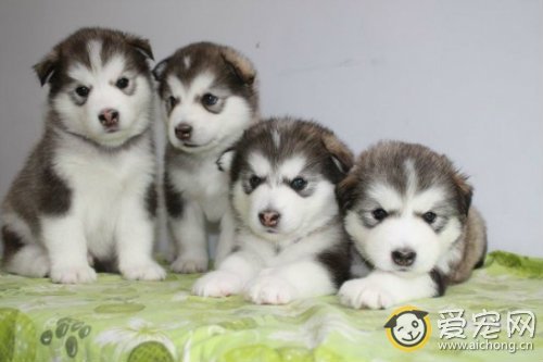 上班族适合养哈士奇么