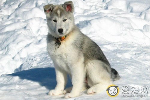 如何购买赛级哈士奇犬