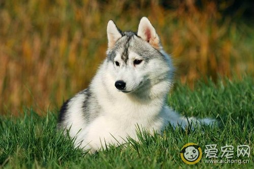 如何挑选赛级哈士奇幼犬