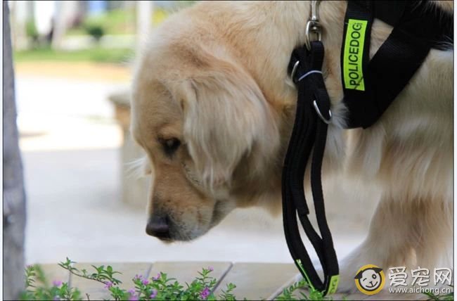 如何为狗狗选择合适的牵引绳