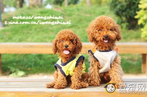 如何训练泰迪犬学会敬礼