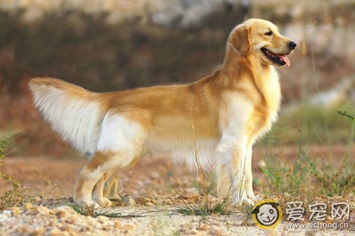 狗狗障碍赛的训练要领